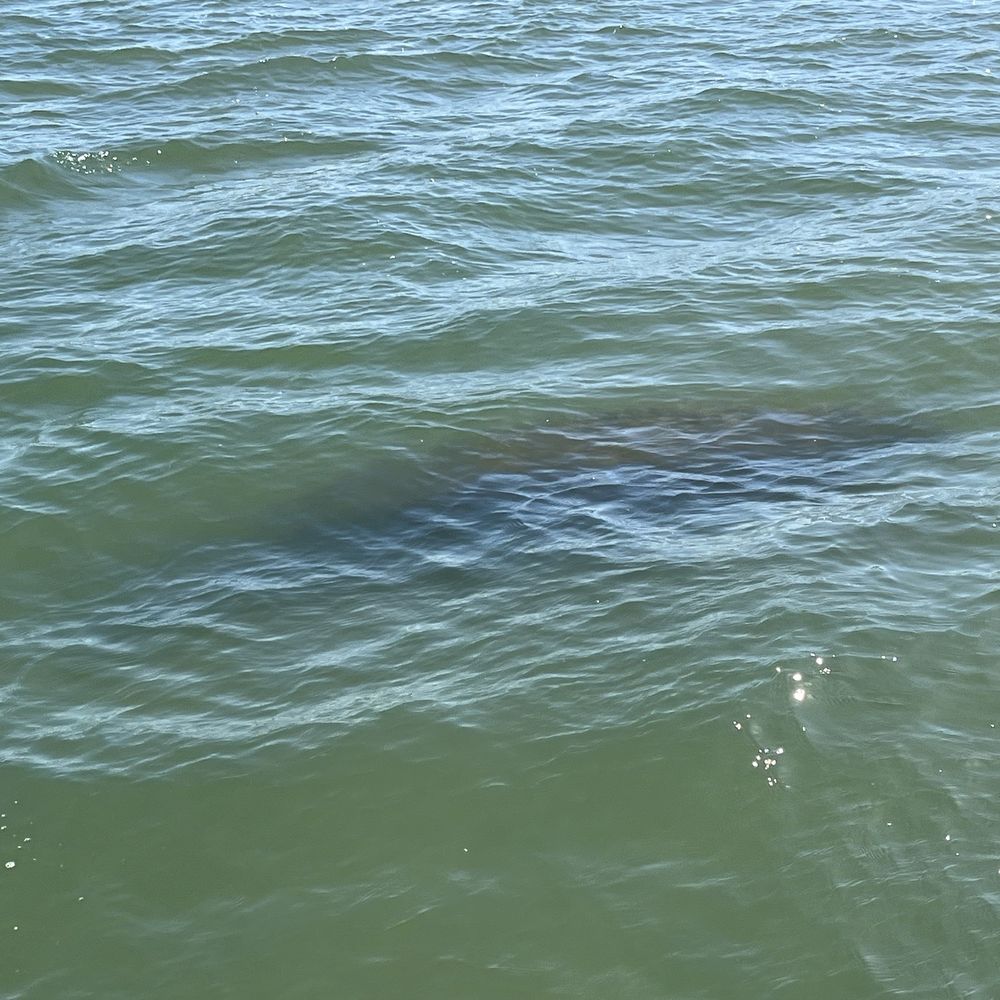 Captain Hirams River King - Manatee - Boat Tours Near Me - Sebastian, Florida