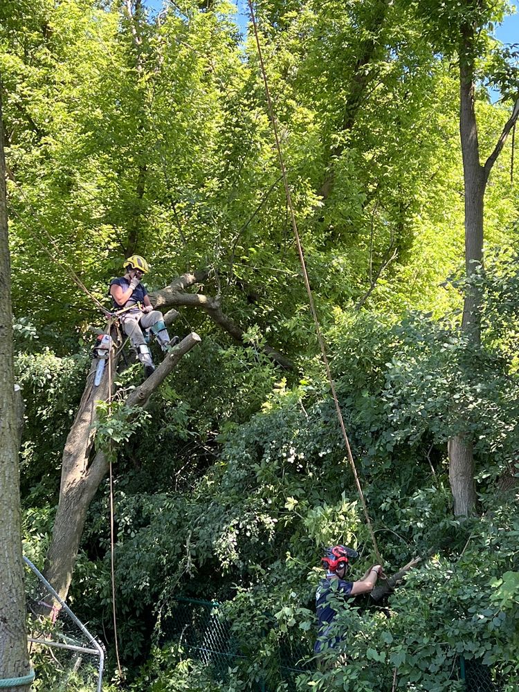 DAISY TREE CARE Updated September 2024 Dexter, Michigan Tree