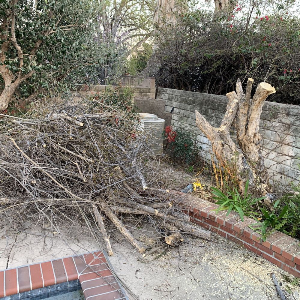 Best Value Tree Service - Before - Tree Services Near Me Best Value Tree Service - Before - Tree Services Near Me