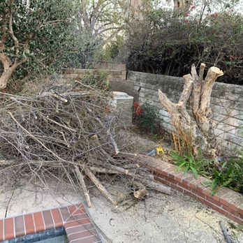 Best Value Tree Service - Before - Tree Services Near Me Best Value Tree Service - Before - Tree Services Near Me