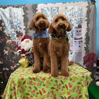 Fabulous Fur - Pet Groomers Near Me - Bloomington, Indiana