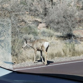 Zion National Park - Watch out! - Hiking Near Me - Springdale, Utah Zion National Park - Watch out! - Hiking Near Me - Springdale, Utah
