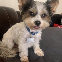Kosmo's always getting spoiled and loved on at Allen's Pet Resort ... He knows where he's at when we turn that corner on Morse Road