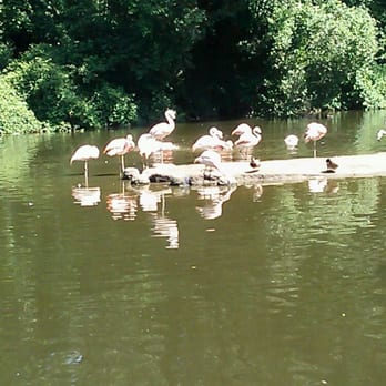 Bronx Zoo - Flamingos - Zoos Near Me - Bronx, New York