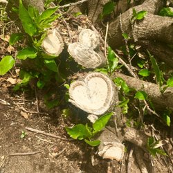 Your Beautiful Life - Hearts everywhere