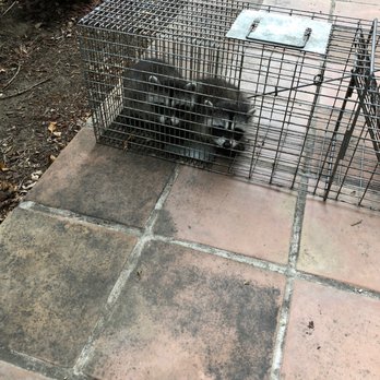 Animal Capture Wildlife Control - Cute baby raccoons. The mom was caught separately. - Wildlife Control Near Me - Los Angeles, California Animal Capture Wildlife Control - Cute baby raccoons. The mom was caught separately. - Wildlife Control Near Me - Los Angeles, California