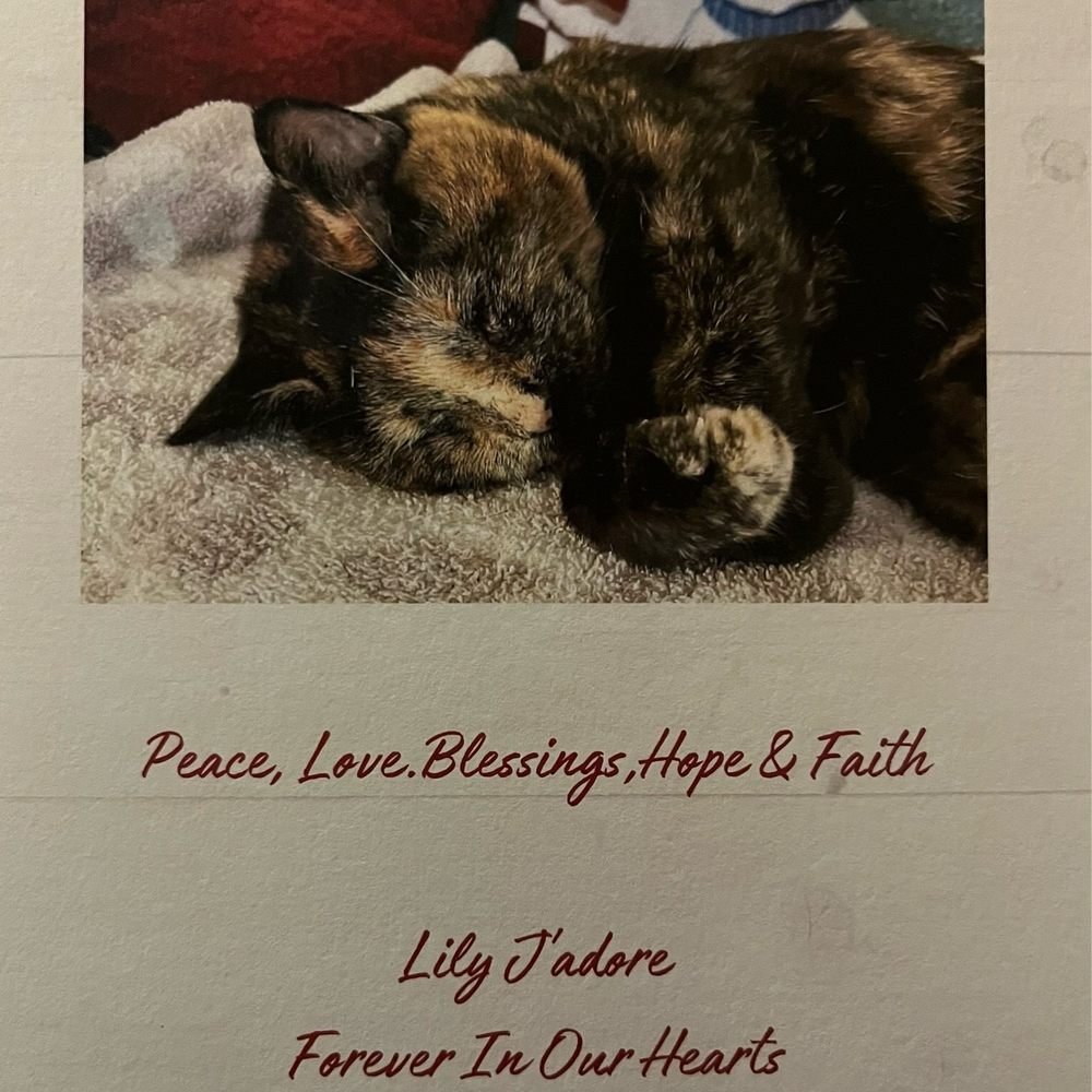 Vanessa Wensing DVM - We love you forever our sweet Lily J'adore. - Veterinarians Near Me - Dublin, California Vanessa Wensing DVM - We love you forever our sweet Lily J'adore. - Veterinarians Near Me - Dublin, California