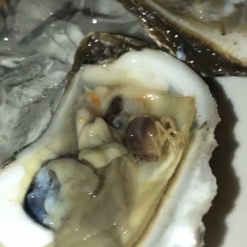 Quarterdeck Restaurants - A crab In my oyster. They said this was normal - American Near Me - Davie, Florida Quarterdeck Restaurants - A crab In my oyster. They said this was normal - American Near Me - Davie, Florida