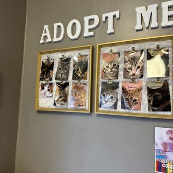 Chico Cat Cafe - Adoption wall - Pet Adoption Near Me - Chico, California