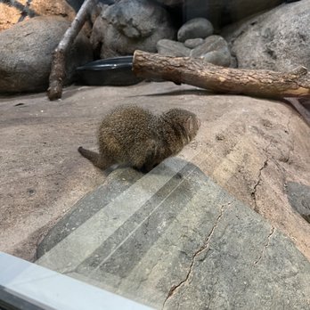 Oregon Zoo - Zoos Near Me - Portland, Oregon