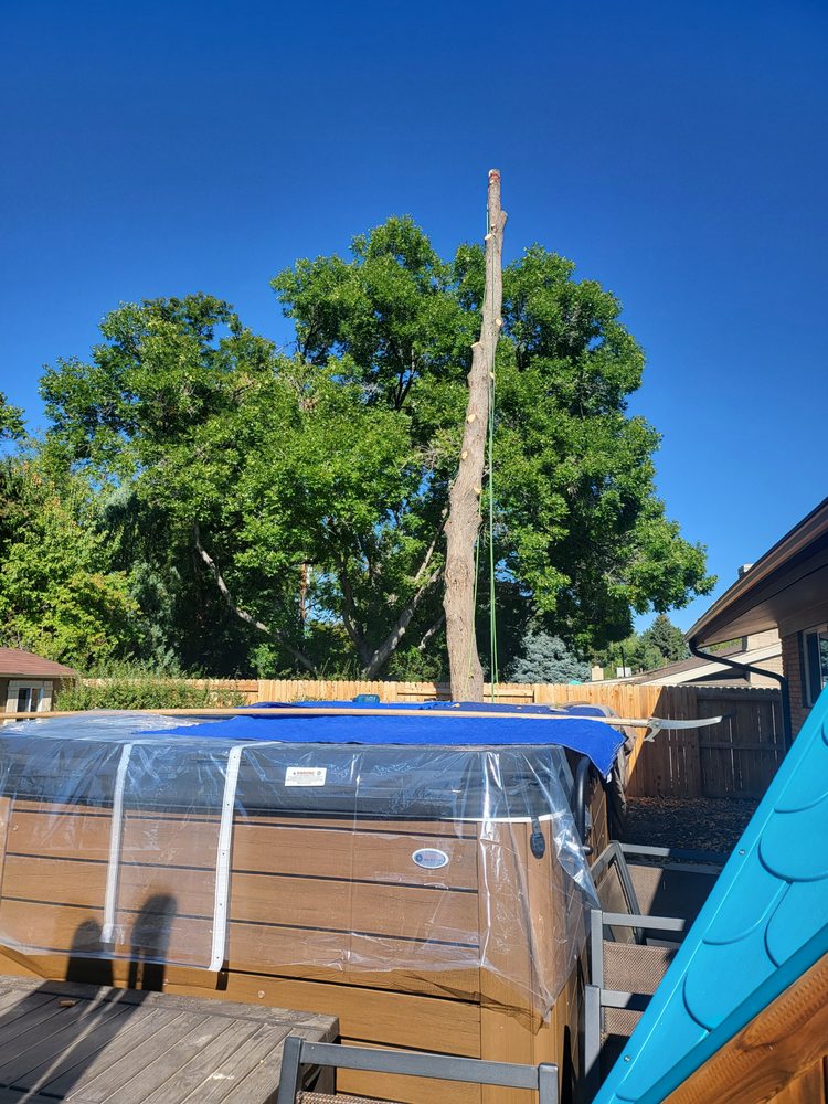 Elevent Landscaping/Tree Services - tree service in Denver, CO