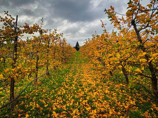 Finnriver Farm & Cidery by null