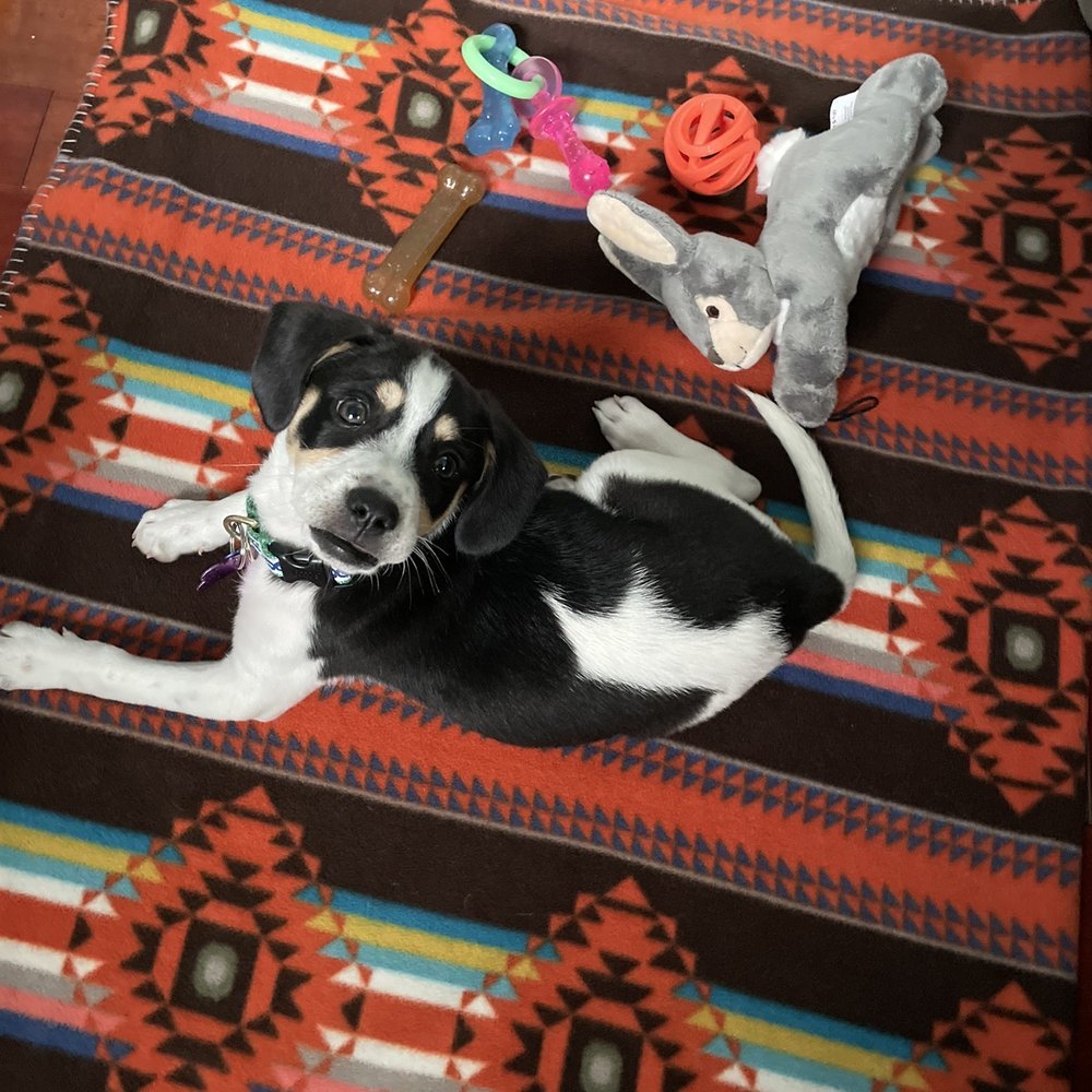 Artie, with some of his toys from Pet People