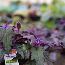 Old Country Gardens - Take a visual stroll through Old Country Gardens in Wilmington, DE. Our photo collection showcases seasonal blooms, landscape...
