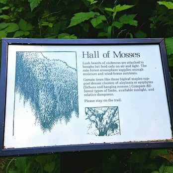 Hoh Rainforest - Hall of Mosses at the start of the trail. - Hiking Near Me - Forks, Washington Hoh Rainforest - Hall of Mosses at the start of the trail. - Hiking Near Me - Forks, Washington