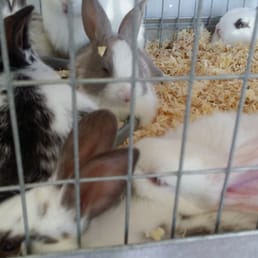 Baby rabbits for 8$