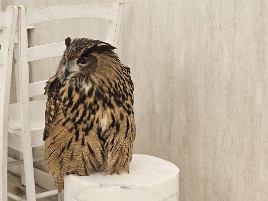 Owl Cafe Tokyo by null