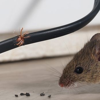 Montgomery Pest Control - Chewing wires - Pest Control Near Me