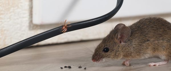 Pest Control Servicing Montgomery and Anne Arundel County - With more than 25 years of experience in the field, our locally owned and operated company, Montgomery Pest Control, has a team of pest exterminators that provide rodent control for mouse infestations. in-depth knowledge, state-of-the-art technology, and the most effective methods to help both homes and businesses in the area deal with a wide range of pest problems.

From crickets, mice and ants to, our rat exterminators and bug control specialists are able to handle all of it.