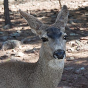 Bearizona - Zoos Near Me - Williams, Arizona Bearizona - Zoos Near Me - Williams, Arizona