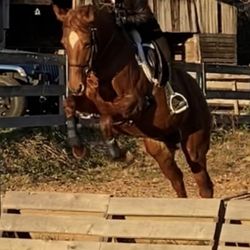 Linden Farm - Practicing on Chai Latte!