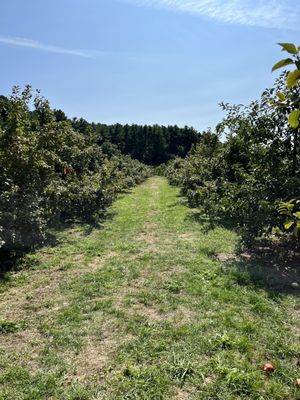 Carver Hill Orchard by null