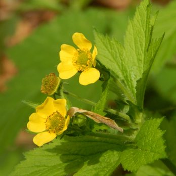 Big Gulch Trail - A few yellow blossoms. - Hiking Near Me
