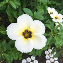 Kurokutok Nature Park & Resort - Morning glory bloom