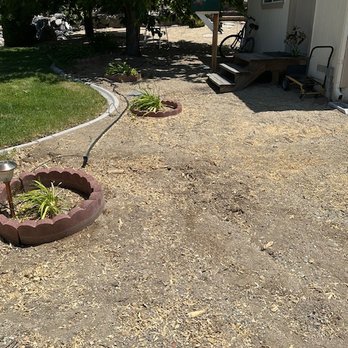 Expert Tree and Yard Service - Raywood ash removed and stump ground out. - Tree Services Near Me - Reno, Nevada