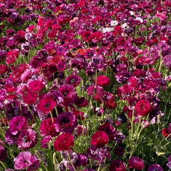 The Flower Fields - Venues & Event Spaces Near Me - Carlsbad, California The Flower Fields - Venues & Event Spaces Near Me - Carlsbad, California