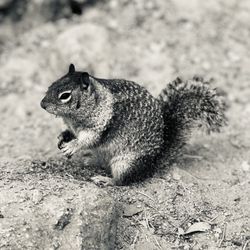 Willamette Park - Critter