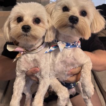 Doggie Do - The after - Pet Groomers Near Me - Las Vegas, Nevada