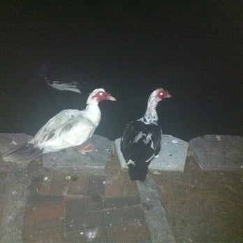 Lake Eola Park - Mean Lake Eola ducks. Look. Their eyes are glowing. - Parks Near Me - Orlando, Florida