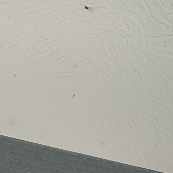 Baywatch Resort - Spiders and bugs - Resorts Near Me - Traverse City, Michigan