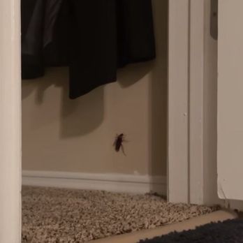 Riverset Apartments by Trilogy - Bugs - Apartments Near Me - Memphis, Tennessee Riverset Apartments by Trilogy - Bugs - Apartments Near Me - Memphis, Tennessee