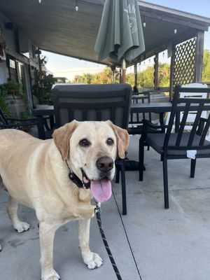 The Beach Bar by null