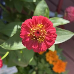 Yelo Botanicals - Enjoy the garden before your appointment
