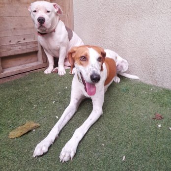 Pet Squire - Hank in daycare - Pet Boarding Near Me - Miami, Florida Pet Squire - Hank in daycare - Pet Boarding Near Me - Miami, Florida