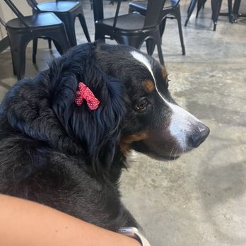Black Orchid Brewing - June, the cutest Bernese Mountain Dog ever! - Brewpubs Near Me - Modesto, California