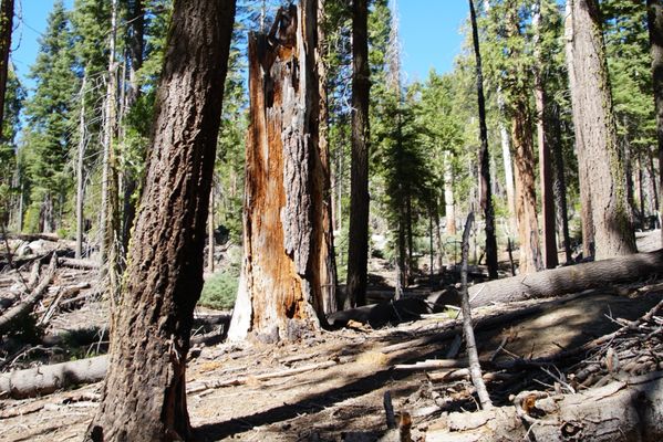 Mariposa Grove by null