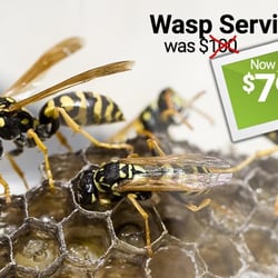 All States Lawn & Pest - It's time for wasp service. Only $79 for a limited time.