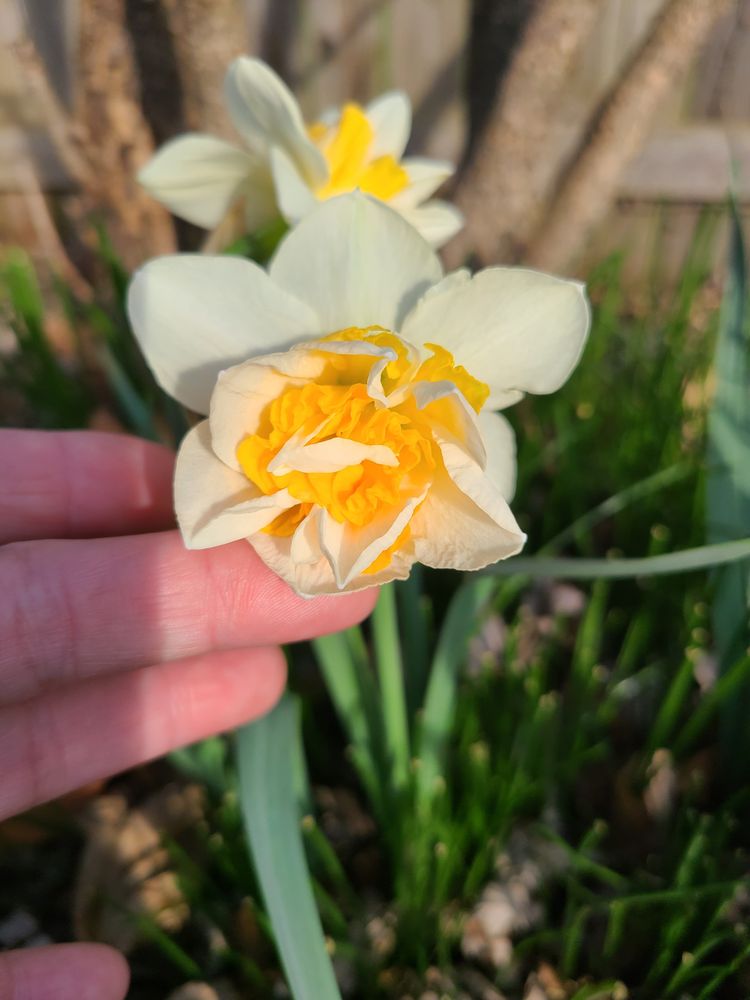 Sharon's Gardening - tree service in Morton, IL