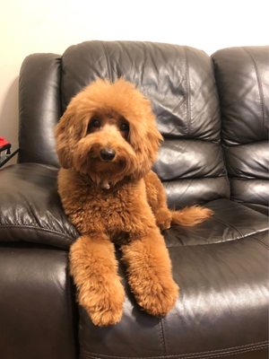 Dogma Grooming + Pet Needs by null