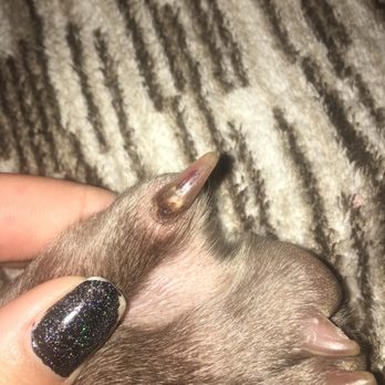 Chasin' Tails - This is the bruising after she was stepped on. - Pet Groomers Near Me - Calgary, Alberta