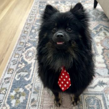 Amy’s Small Dog Grooming - Hades, Pom of the underworld. - Pet Groomers Near Me - Henderson, Nevada Amy’s Small Dog Grooming - Hades, Pom of the underworld. - Pet Groomers Near Me - Henderson, Nevada