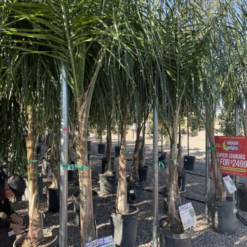 Moon Valley Nurseries - Options to pick from. - Nurseries & Gardening Near Me - Marana, Arizona Moon Valley Nurseries - Options to pick from. - Nurseries & Gardening Near Me - Marana, Arizona
