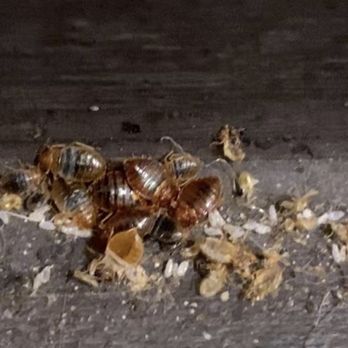 The Pest Detective - Bedbugs we found while our inspecting for a client . - Pest Control Near Me The Pest Detective - Bedbugs we found while our inspecting for a client . - Pest Control Near Me