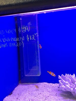 Three Little Fish by null