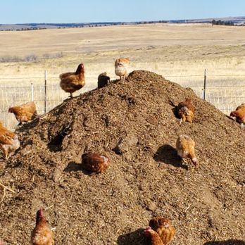 Rocky Mountain Pastures - chickens free to play - Farmers Market Near Me - Kiowa, Colorado Rocky Mountain Pastures - chickens free to play - Farmers Market Near Me - Kiowa, Colorado