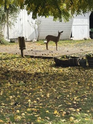Saginaw Vineyard by null